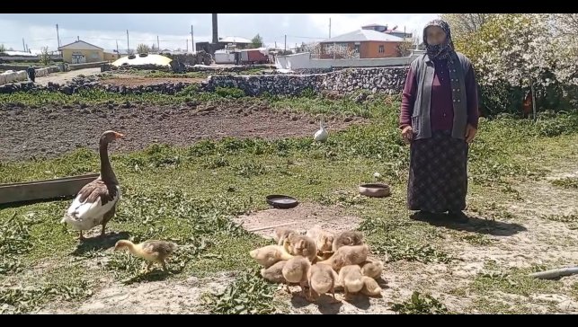 Kars'ta kaz, gram altınla yarışıyor