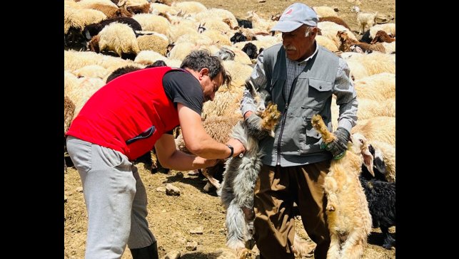 Yüksekova'da şap hastalığına karşı aşılama seferberliği