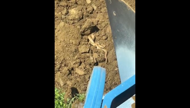 Elazığ'da hava ısındı, yılanlar ortaya çıktı