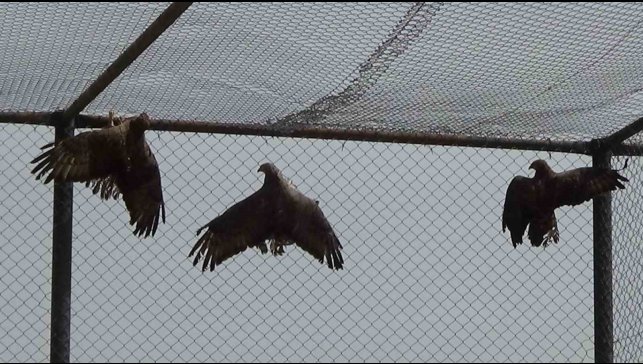 Arı şahinlerinin tedavileri devam ediyor