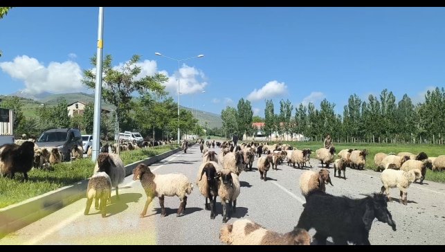 Muş'ta küçükbaş hayvan sürüleri trafiği tehlikeye düşürüyor