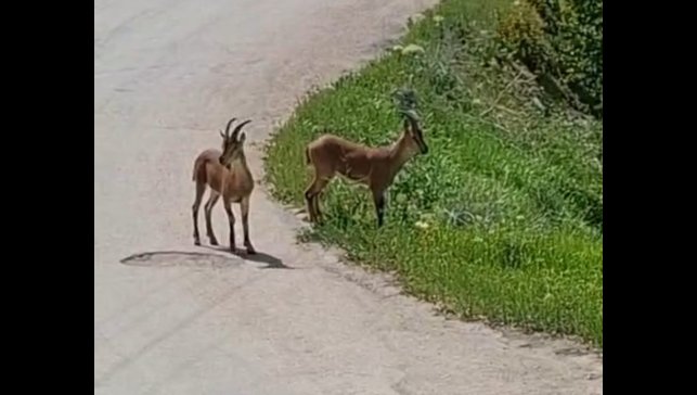 Malatya'da, yaban keçileri kayısı bahçesine indi