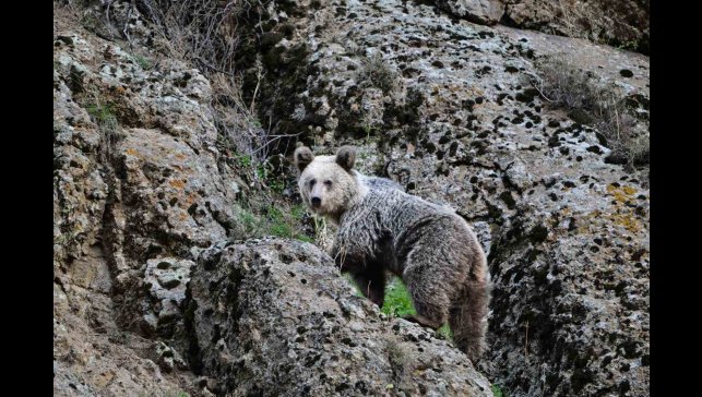Ayı saldırısından köpekler sayesinde kurtuldu