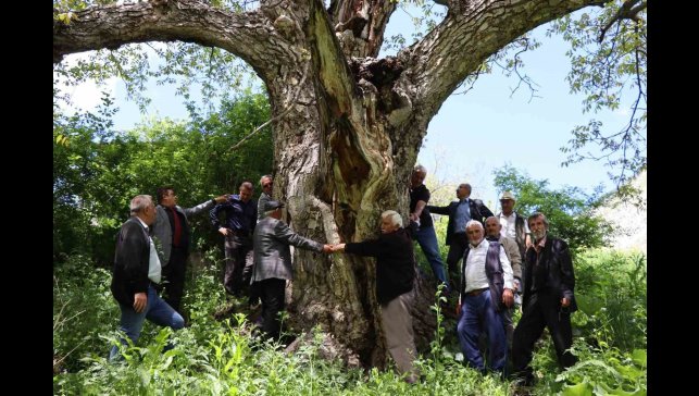 Erzurum'da en az 300 yıllık ceviz ağacı dimdik ayakta