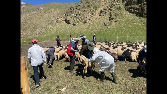 Yüksekova'da şap hastalığına karşı aşılama çalışması
