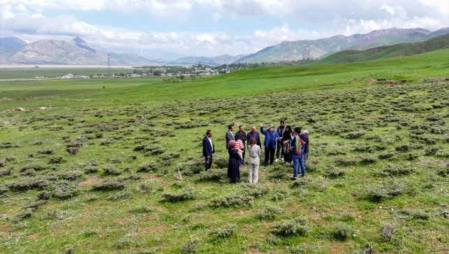 Van ve çevre illerde yöresel yiyecekleri lezzetlendiren bitkiler bilinçlendirme faaliyetleriyle korunuyor