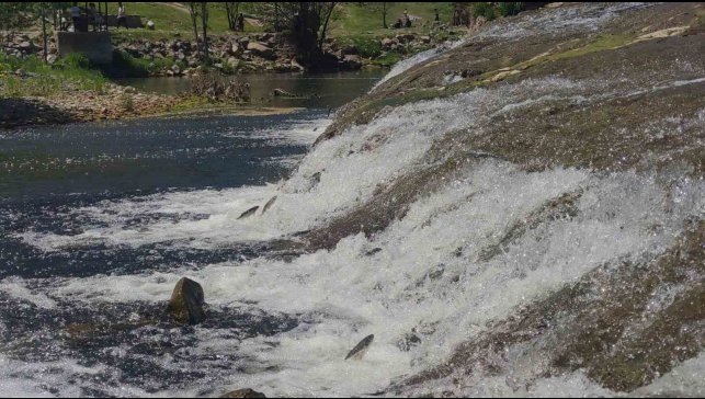 İnci kefalinin yumurta bırakmak için 23 kilometrelik serüveni