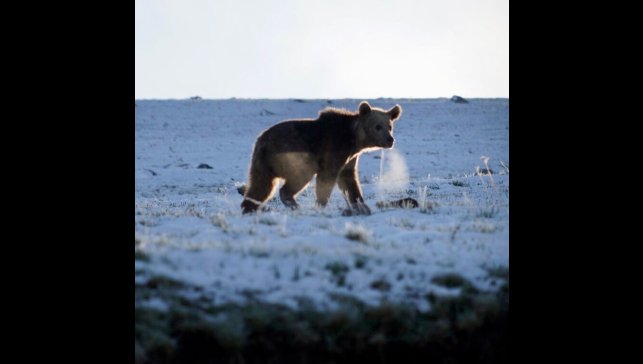 Ardahan'da boz ayı böyle görüntülendi