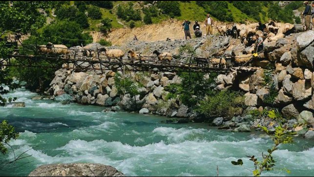Zorlu coğrafyada hayat mücadelesi: Avaşin Deresi'ndeki asma köprüden geçen koyun sürüsü görenleri hayran bıraktı