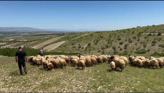 Malatya'da yetiştiriciler yayla yoluna çıktı
