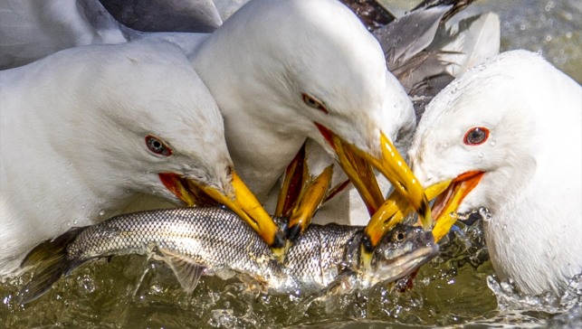 Erciş Balık Bendi'nde yaklaşık 90 bin kişi, inci kefalinin göçüne tanıklık etti