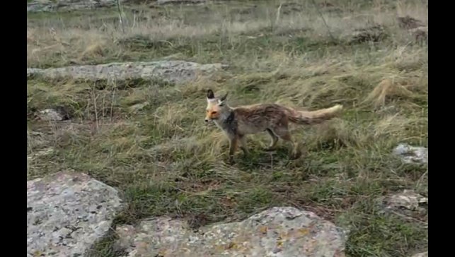 Tilki dron kamerasına takıldı