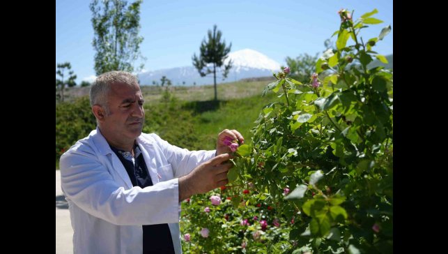 Iğdır Üniversitesi'nde yetişen güller kozmetik ürünlere dönüşüyor