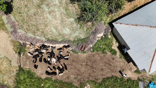 Hakkari'de şap hastalığına karşı hayvanlara aşı yapılıyor