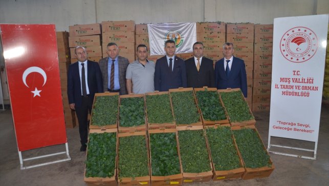 Muş'ta çiftçilere domates ve biber fidesi dağıtıldı