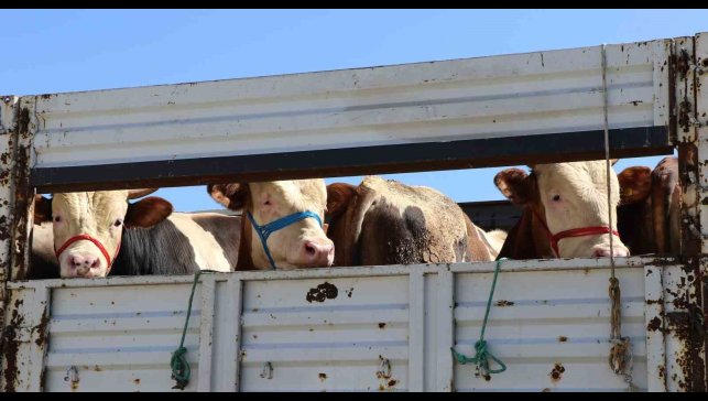 Doğu'da kurbanlık sevkiyatına sıkı denetim