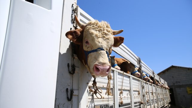 Bingöl'ün mera ve yaylalarında beslenen kurbanlıkların batıya yolculuğu başladı