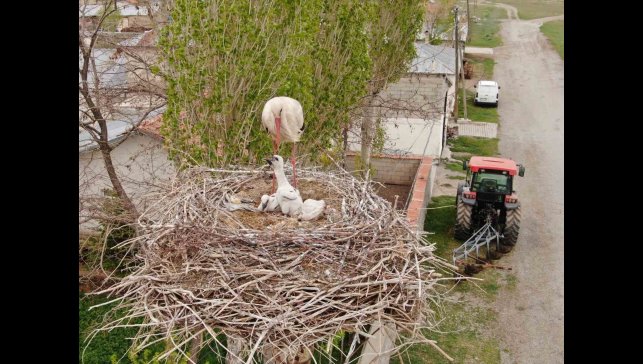 Van'da leylekler 48 yıldır aynı direğe yuva yapıyor