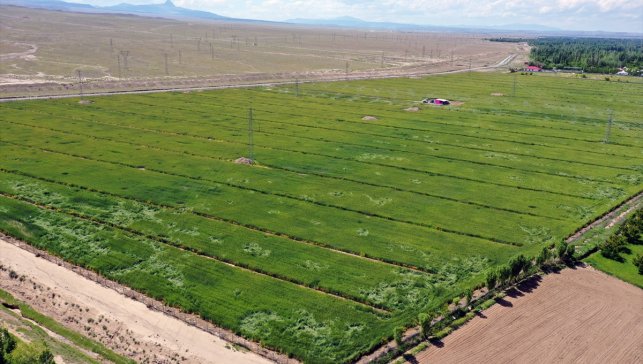 Hayvanlarına yem ararken kiraladığı 228 dönümlük taşlı araziyi tarıma kazandırdı