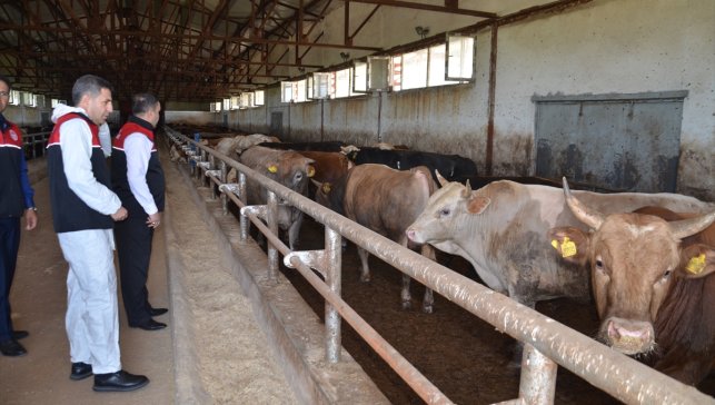 Muş'ta batıdaki illere kurbanlık sevkiyatı sürüyor