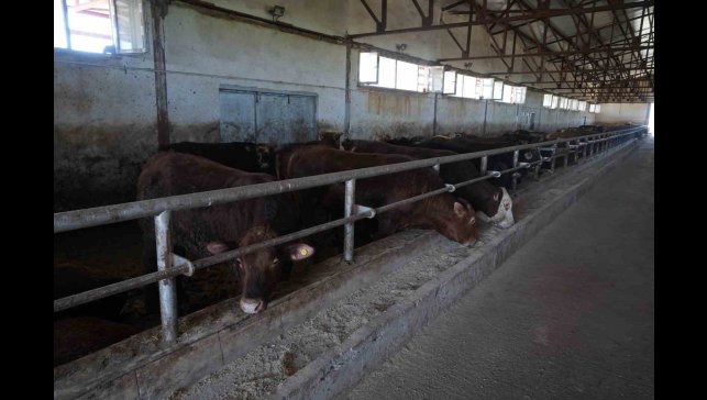 30 bin hayvan sevk edildi, 3 milyar TL'lik gelir bekleniyor