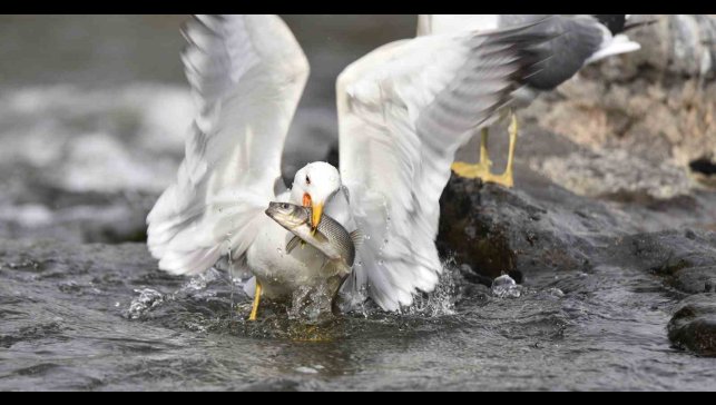 Martıların balık avı