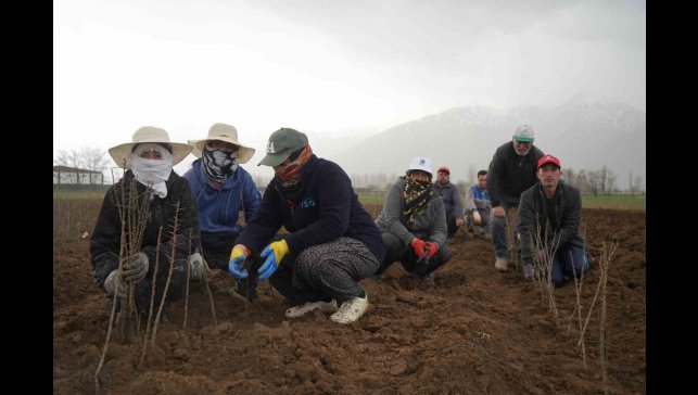 Erzincan bölgenin fidan ihtiyacını karşılıyor