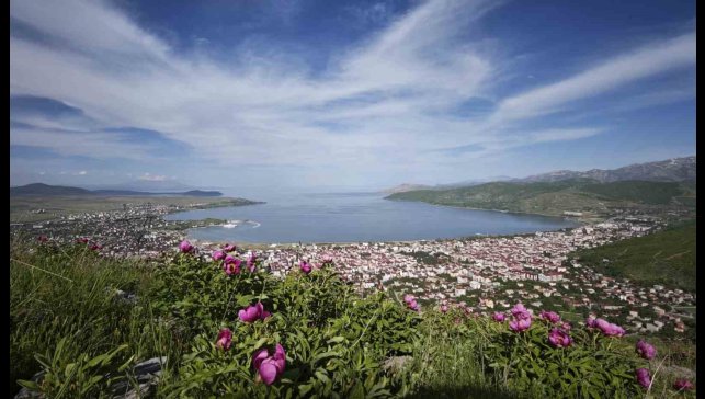 Tatvan'da şakayık çiçekleri görsel şölen sunuyor