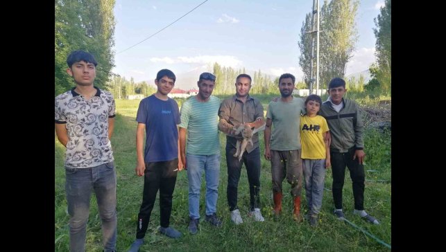 Iğdır'da yardıma muhtaç halde bulunan tilki doğal yaşamına kavuşturuldu