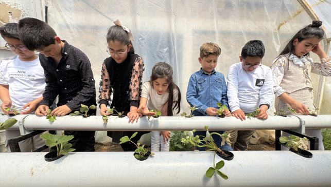 Öğrenciler okul bahçesinde kurulan serada topraksız tarım yöntemlerini öğreniyor