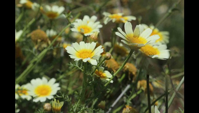 Papatyalarla bezenen Ağrı, görsel şölen sunuyor