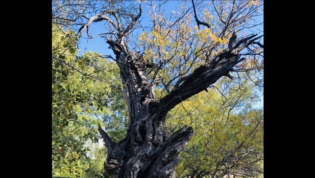 Arapgir'de 800 Yıllık Menengiç ağacı için tescil çalışması