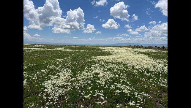 Arpaçay Ovası renk cümbüşüne büründü