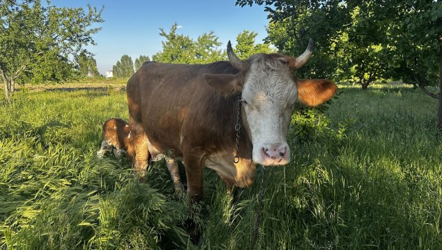İş makinesi operatörünün başarılı hamlesiyle selden kurtarılan inek, buzağı sahibi oldu
