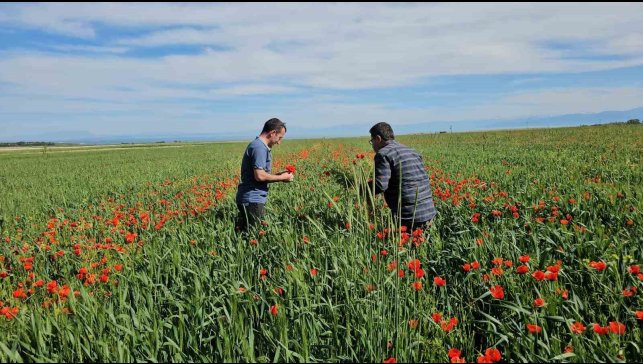 Adilcevaz'da tarlalar gelinciklerle süslendi