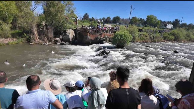 Uçan balıkların göçüne yoğun ilgi