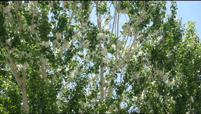 Van'da polen yoğunluğu alerjik hastaları tehdit ediyor