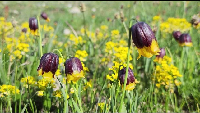 Karayazı'da Ters Lale Festivali coşkusu