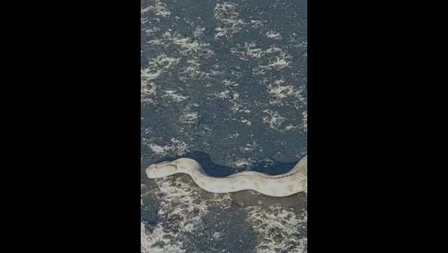 Elazığ'da karayoluna inen dev engerek korkuttu