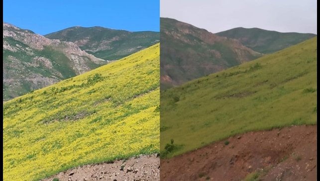 Hakkari'de güneşle açan, gün batımında yok olan çiçekler