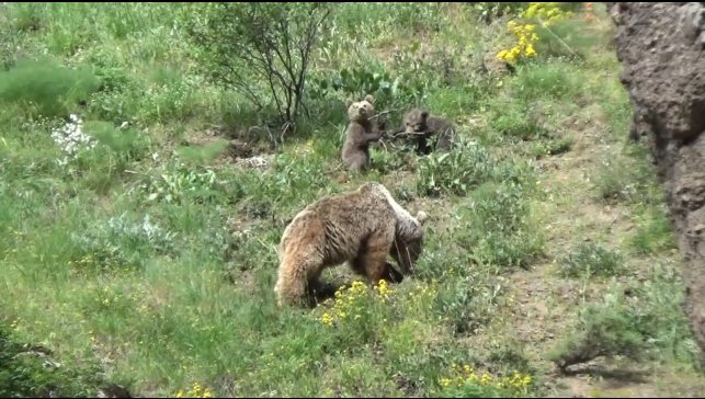 Tunceli'de anne ayı ve 3 yavrusu yiyecek ararken görüntülendi