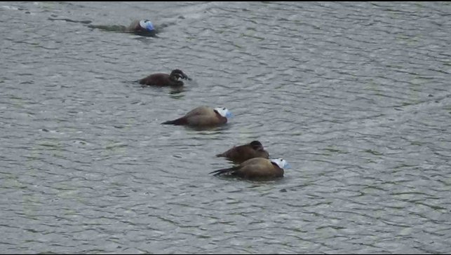 Van'da koruma tedbirleri, dikkuyruk sayısını artırdı