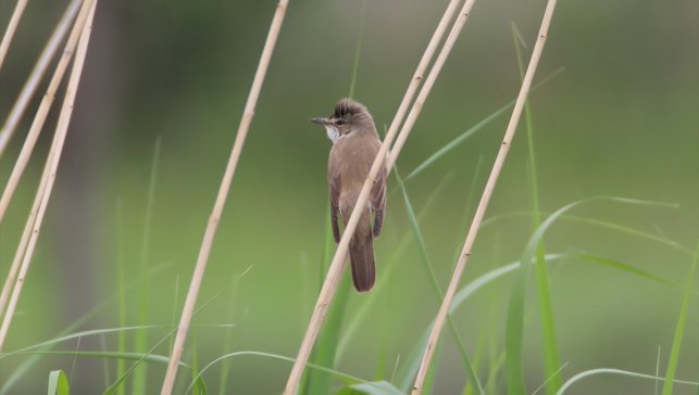 Kıtalararası göçen 28 gram ağırlığındaki kuş 1 gramlık cihazla takip edildi