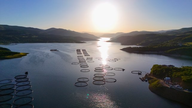 Bingöl'ün berrak sularında yetiştirilen somonlar dünya sofralarına ulaşıyor