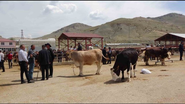 Van'da kurbanlıklar görücüye çıktı