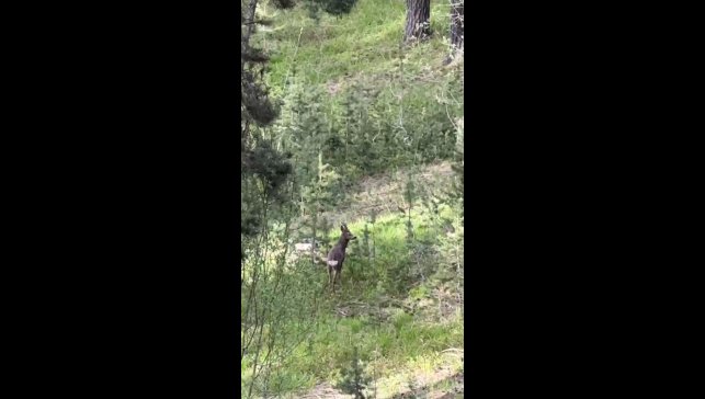 Sarıkamış ormanlarında yiyecek arayan karaca kameraya yansıdı