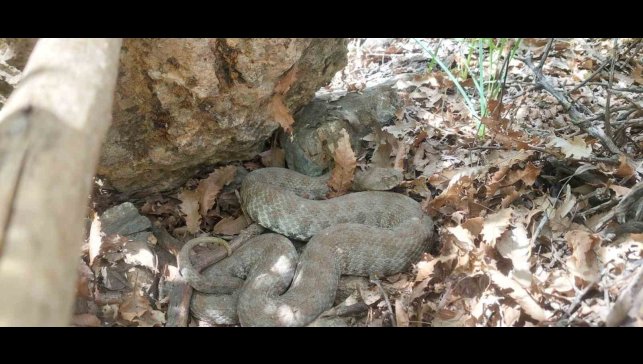 Tek ısırığı bir insanı öldürmeye yetiyor: Tunceli'de koca engerek yılanı görüntülendi