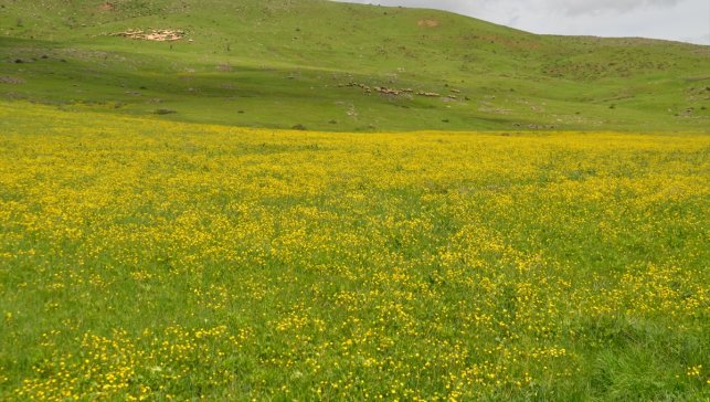 Havanın ısındığı Muş Ovası çiçeklerle renklendi