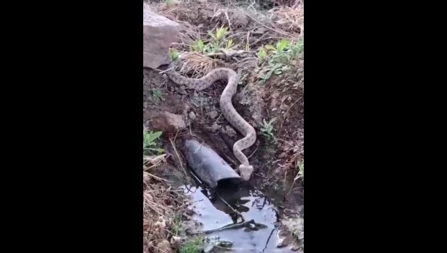 Elazığ'da koca engerek yılanı görüntülendi