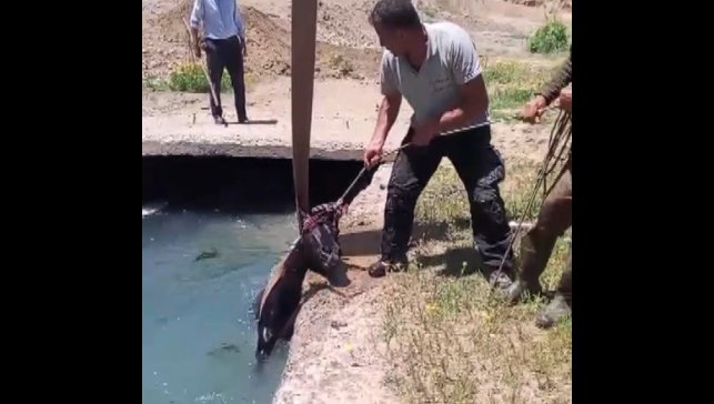 3 gündür kayıp olan at, sulama kanalında bulundu